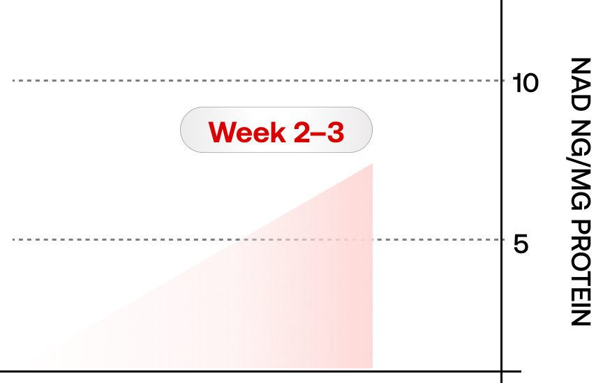 NAD Journey Image